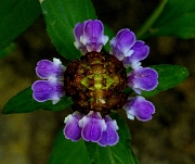 Prunella Vulgaris, Seal Heal